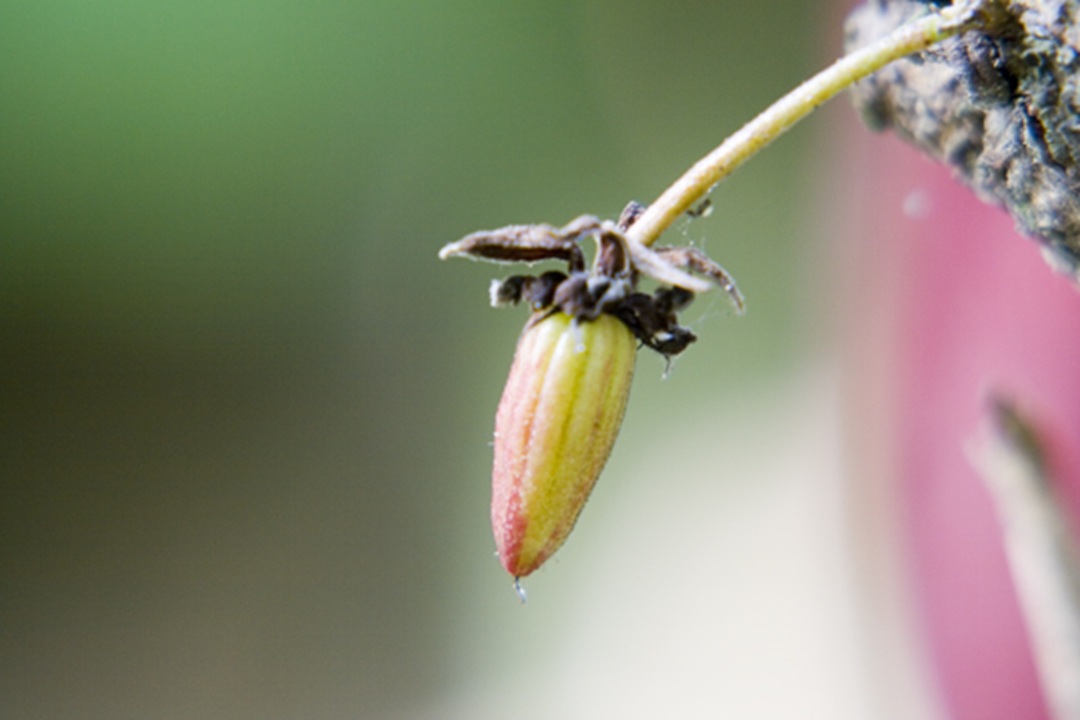 Peque&ntilde;a mazorca de cacao en desarrollo