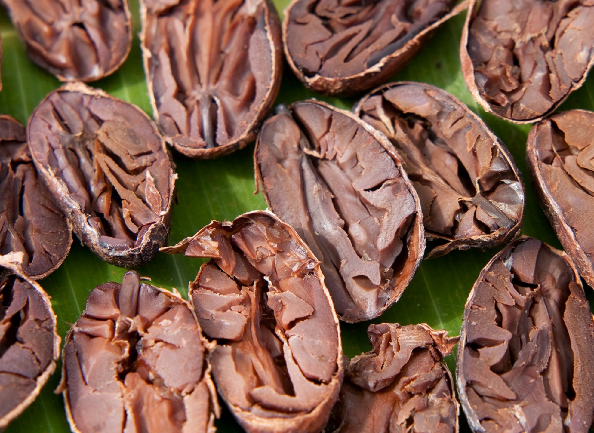 Granos de cacao fresco sobre hoja verde