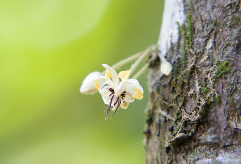 Flor del cacao sobre el tronco del &aacute;rbol