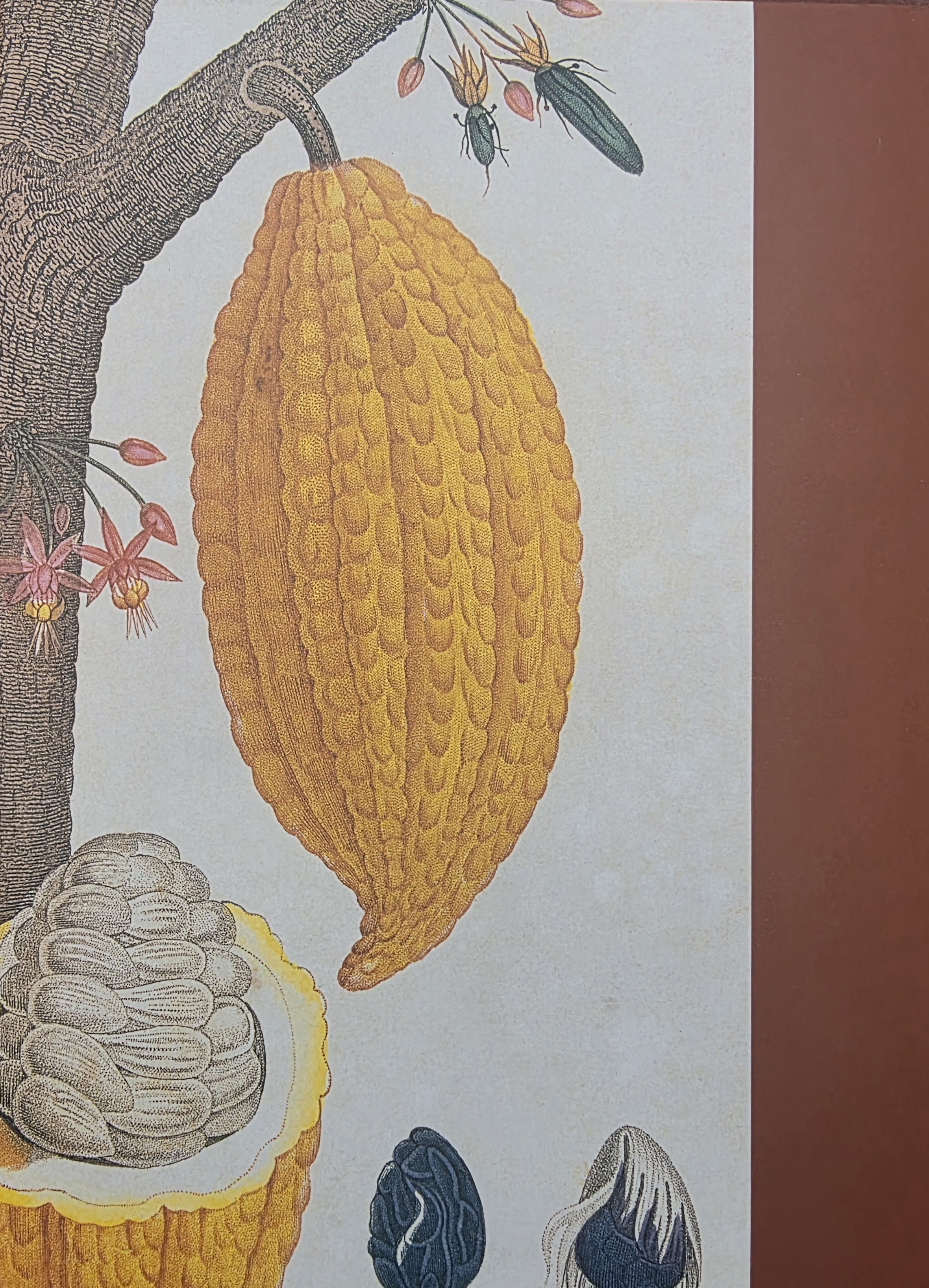 Contraportada del libro El cacao en Venezuela &mdash; Una historia