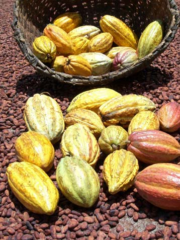 Cacao fino venezolano, origen &uacute;nico